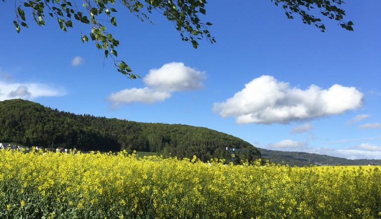 Kontex Rapsfeld